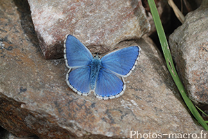 Lysandra bellargus